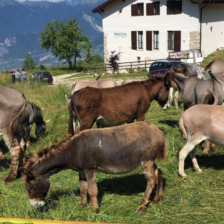 Гостевой дом Trentino In Malga: Malga Zanga Арко Экстерьер фото